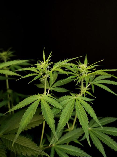 Auto Wappa 1. Week 6