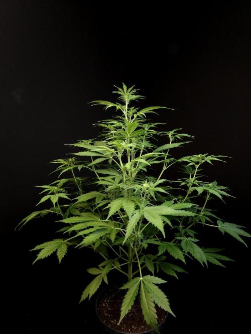 Auto Wappa 2. Week 6