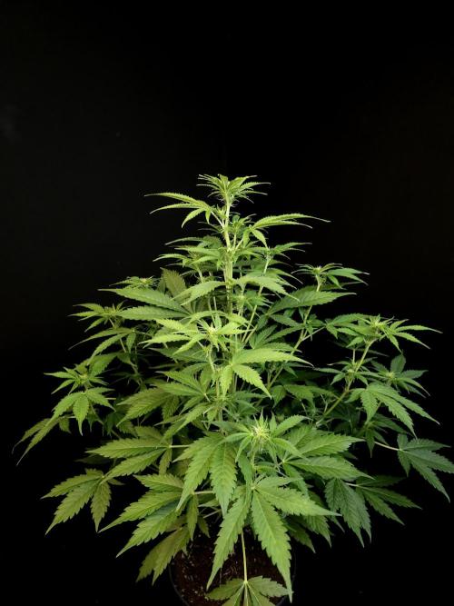 Auto Wappa 2. Week 6