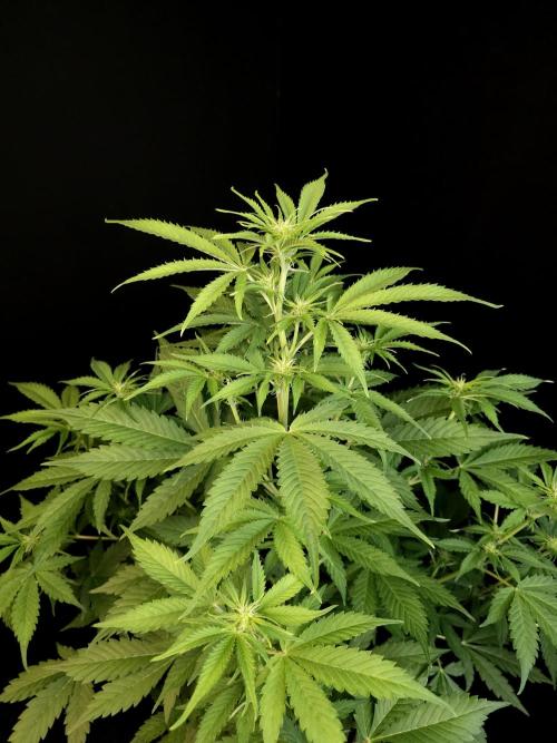 Auto Wappa 2. Week 6