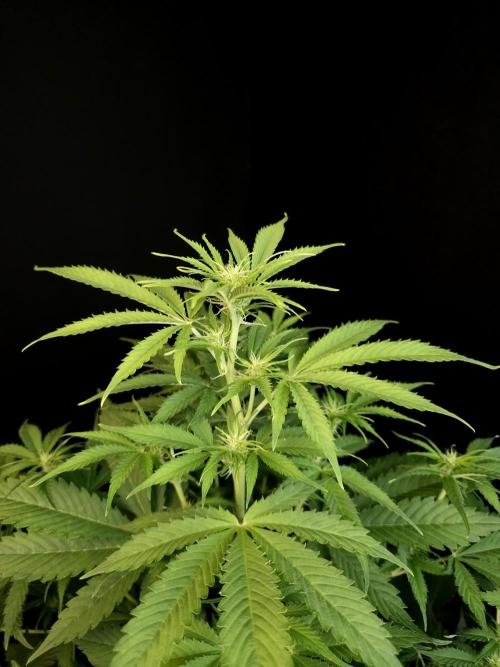 Auto Wappa 2. Week 6