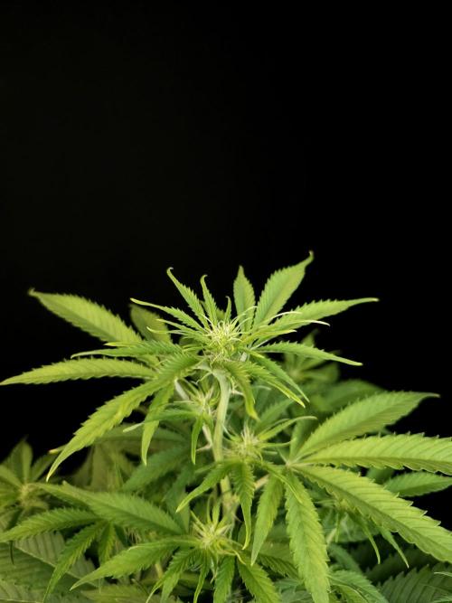 Auto Wappa 2. Week 6