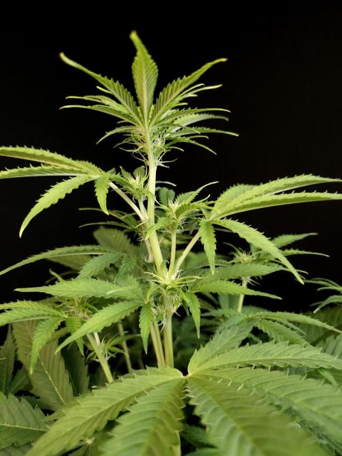 Auto Wappa 2. Week 6