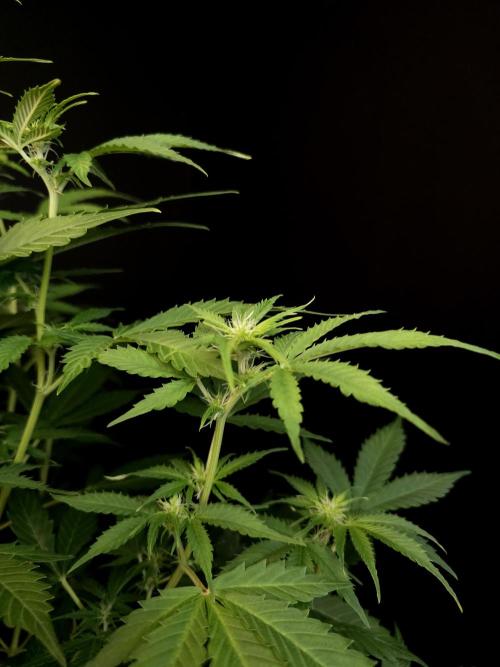 Auto Wappa 2. Week 6