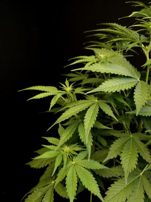 Auto Wappa 2. Week 6