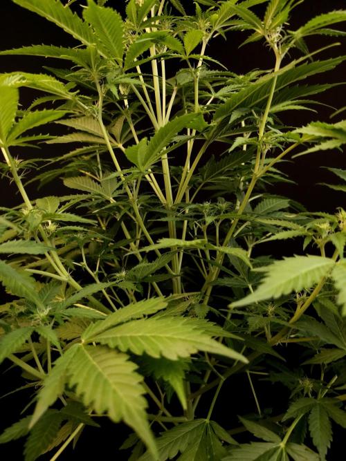 Auto Wappa 2. Week 6