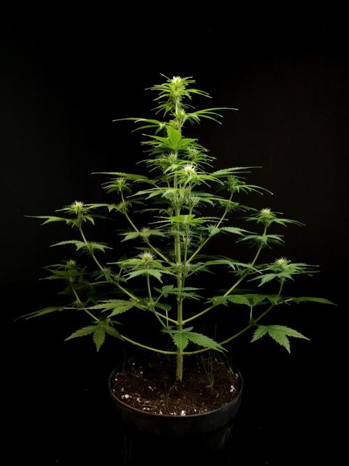 Pandora auto 1. Week 6