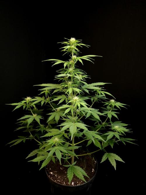 Pandora auto 1. Week 6