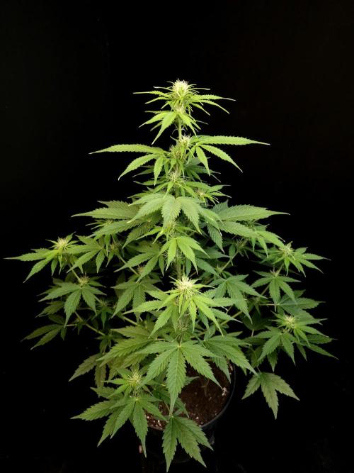 Pandora auto 1. Week 6