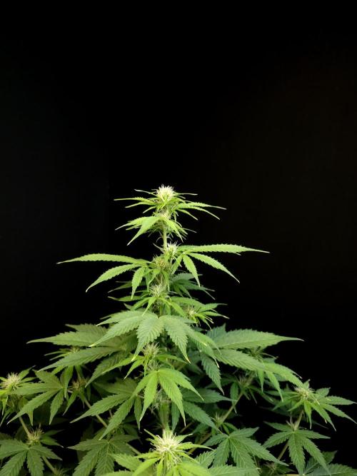 Pandora auto 1. Week 6