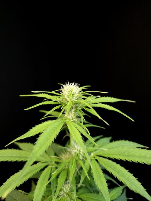 Pandora auto 1. Week 6