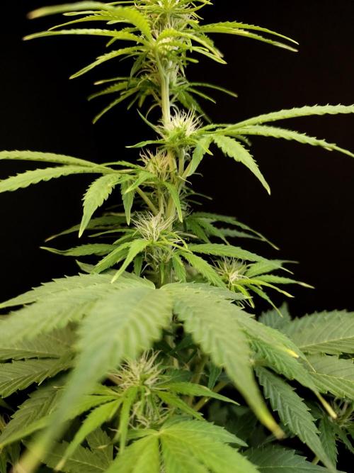 Pandora auto 1. Week 6