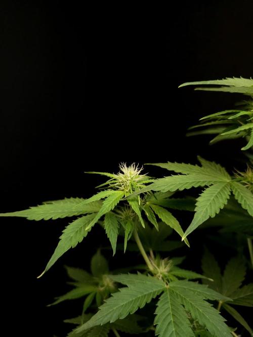 Pandora auto 1. Week 6