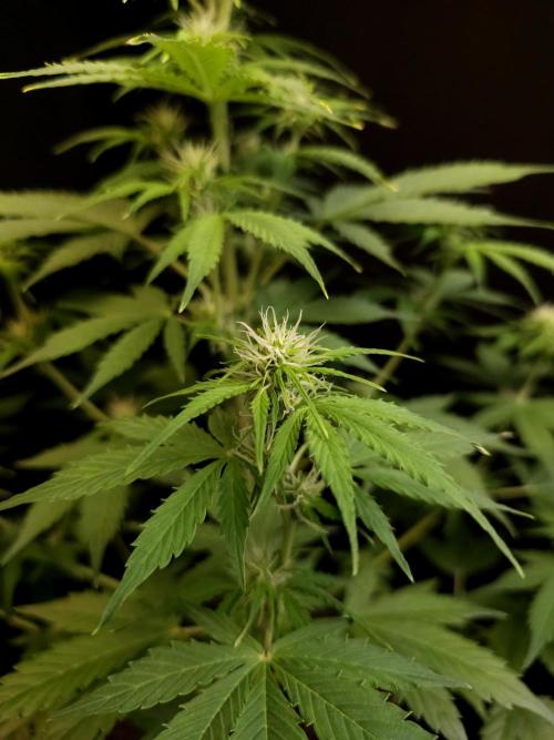 Pandora auto 1. Week 6