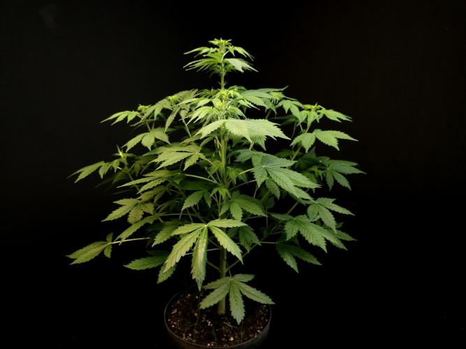 Pandora auto 2. Week 6