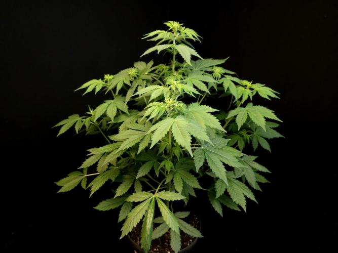 Pandora auto 2. Week 6