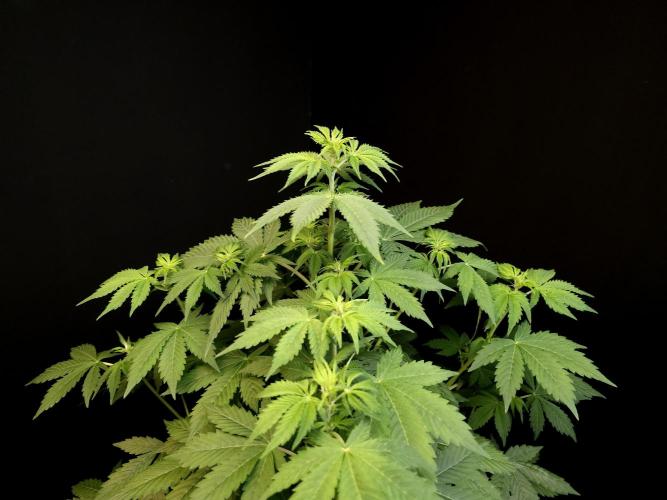 Pandora auto 2. Week 6