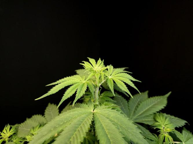 Pandora auto 2. Week 6