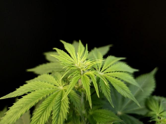 Pandora auto 2. Week 6