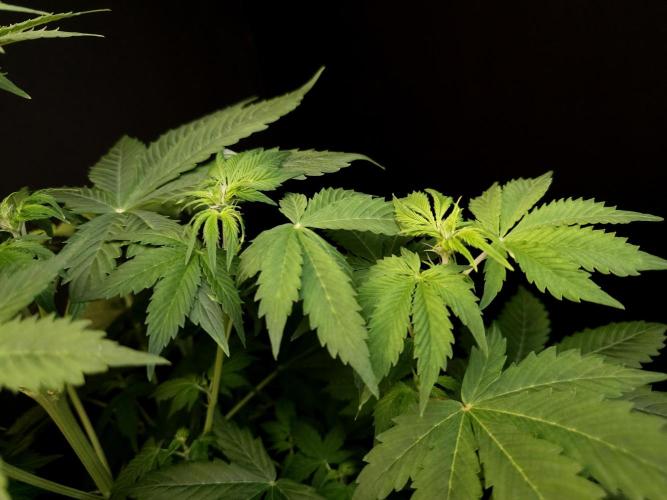 Pandora auto 2. Week 6