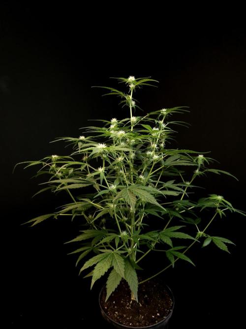 Vertigo Auto 1. Week 6