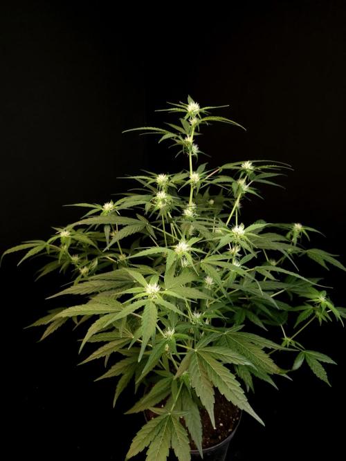 Vertigo Auto 1. Week 6