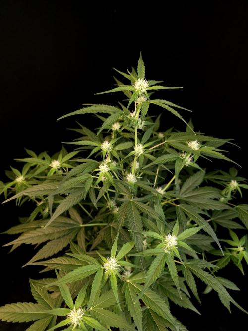 Vertigo Auto 1. Week 6