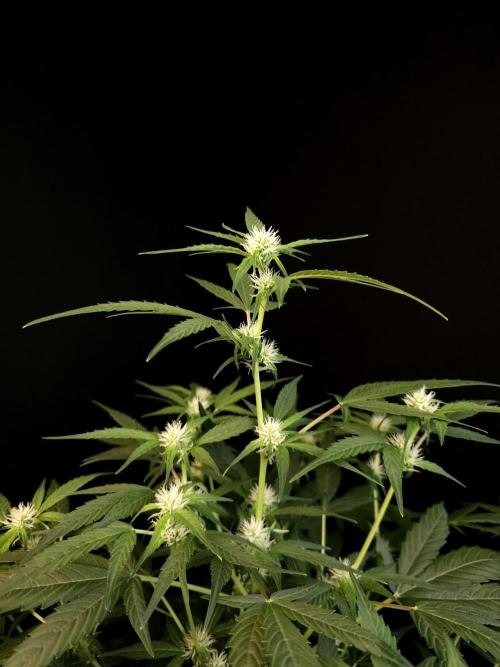 Vertigo Auto 1. Week 6