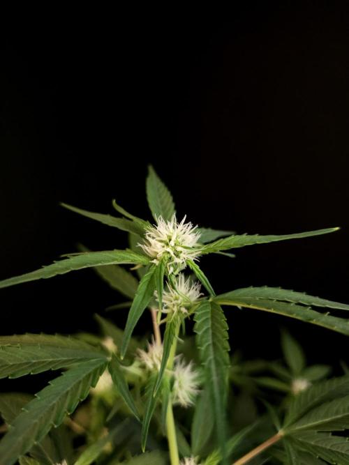 Vertigo Auto 1. Week 6