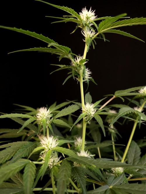 Vertigo Auto 1. Week 6