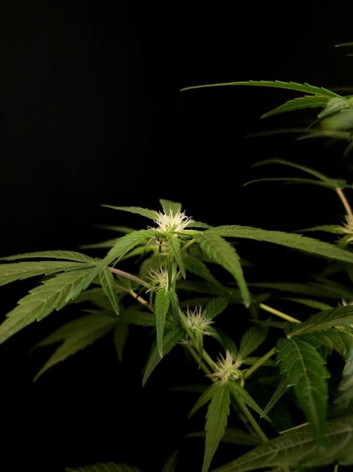 Vertigo Auto 1. Week 6