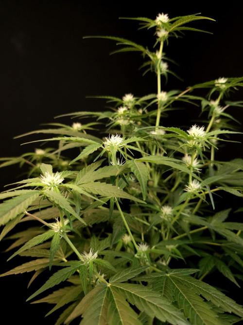 Vertigo Auto 1. Week 6