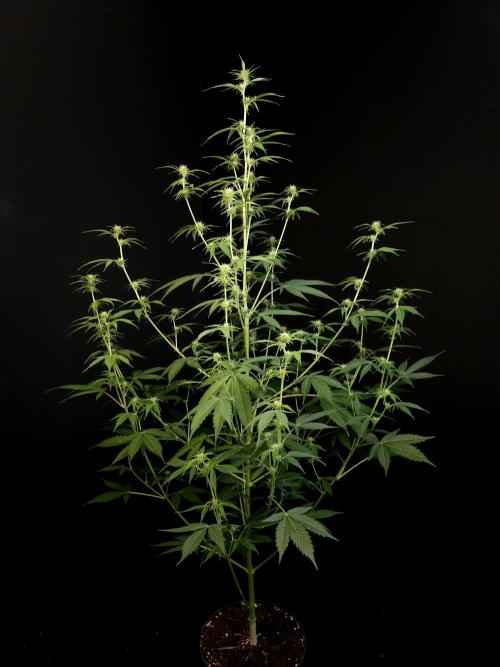 Vertigo Auto 2. Week 6