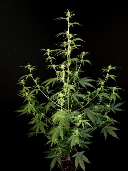 Vertigo Auto 2. Week 6