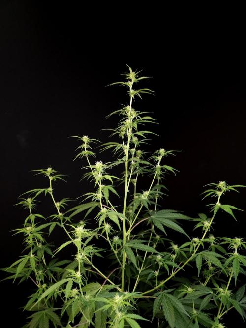 Vertigo Auto 2. Week 6