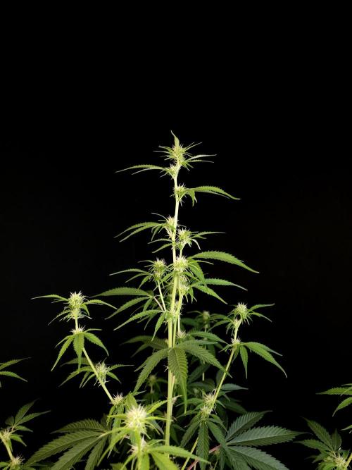 Vertigo Auto 2. Week 6