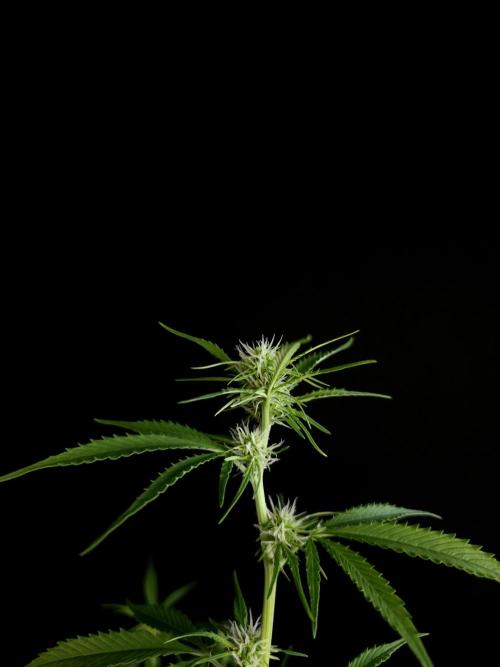 Vertigo Auto 2. Week 6