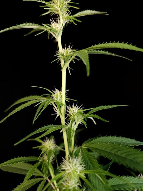 Vertigo Auto 2. Week 6