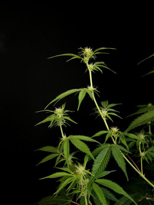 Vertigo Auto 2. Week 6