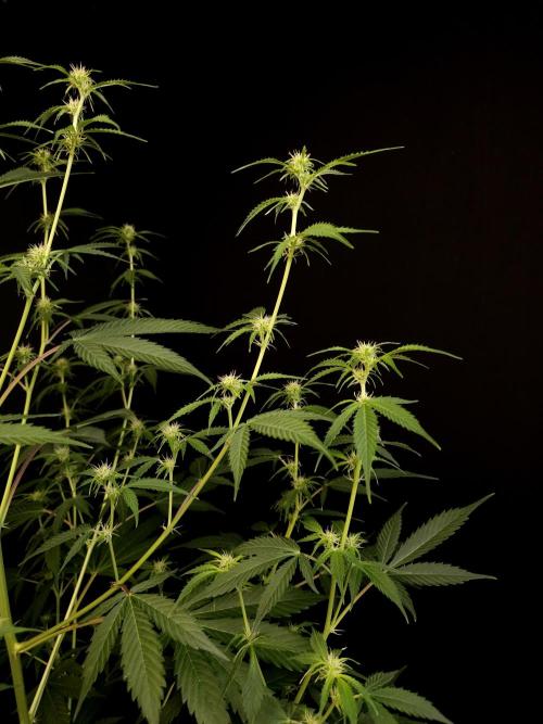 Vertigo Auto 2. Week 6