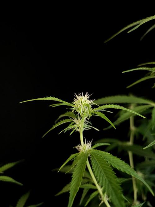 Vertigo Auto 2. Week 6