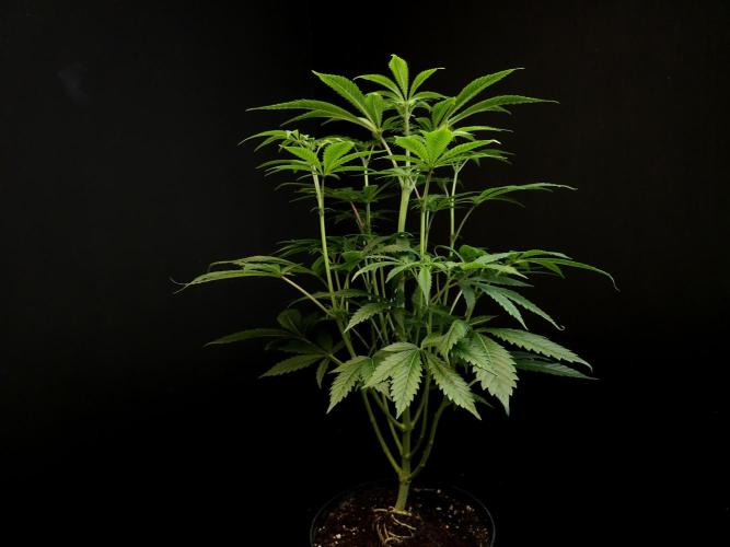 Test 50151  (1). Week 6