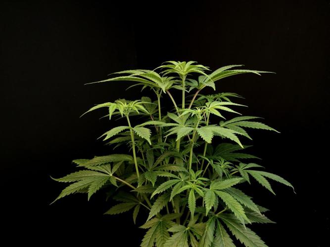 Test 50151  (1). Week 6