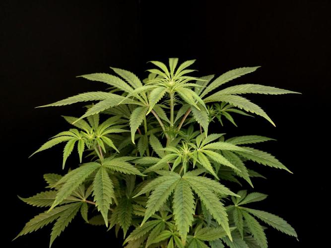 Test 50151  (1). Week 6