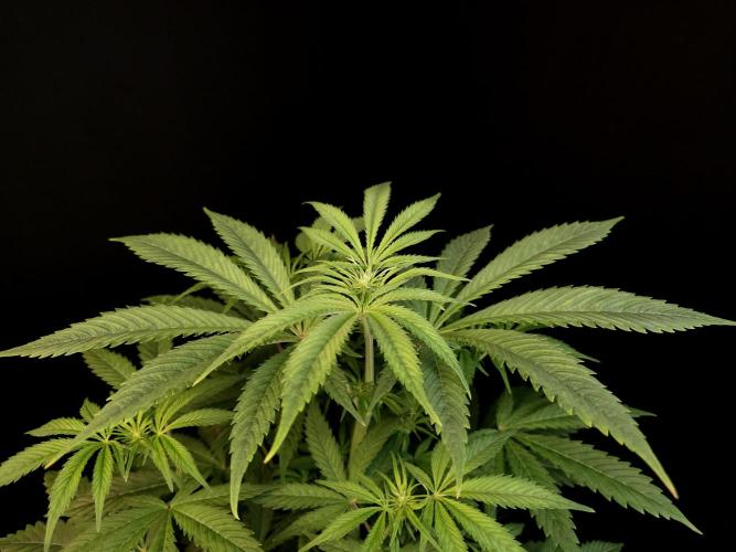 Test 50151  (1). Week 6