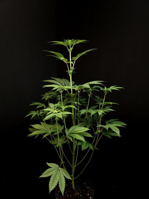 Test 50151 (2). Week 6