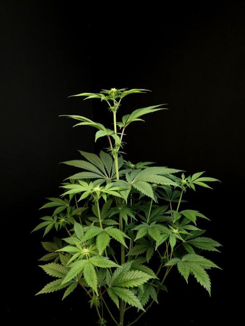 Test 50151 (2). Week 6