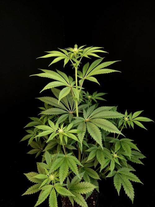 Test 50151 (2). Week 6