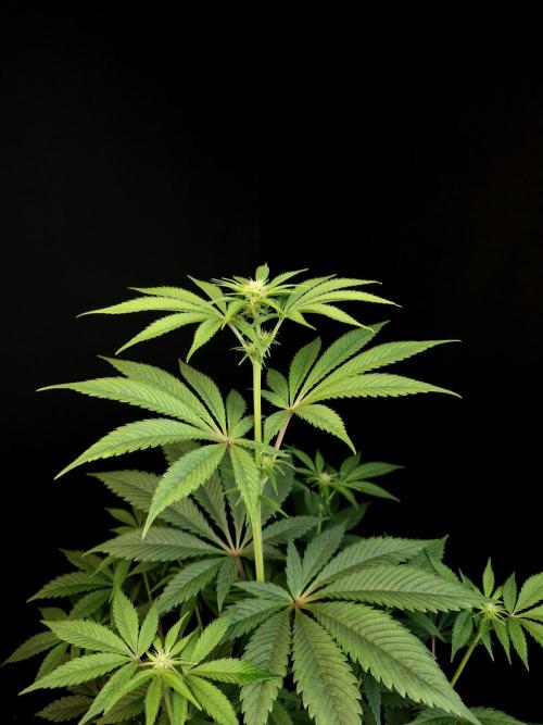 Test 50151 (2). Week 6