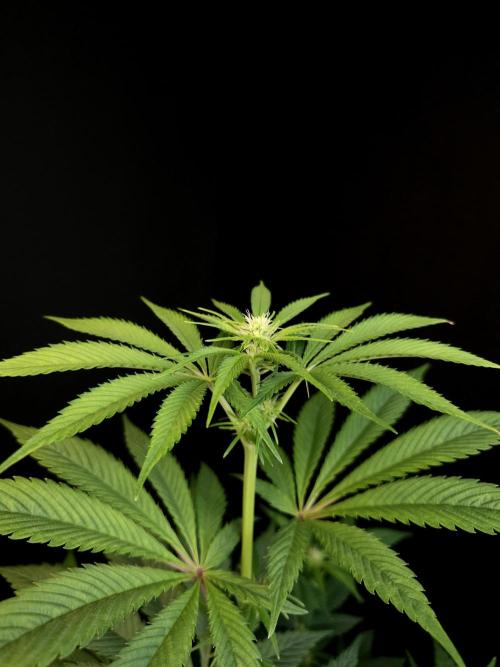 Test 50151 (2). Week 6